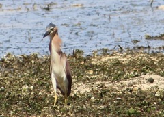 Nycticorax