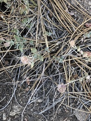 Monardella linoides oblonga