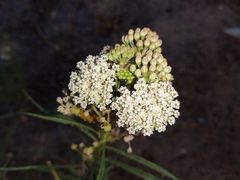 Asclepias fascicularis
