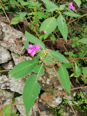 Impatiens dasysperma