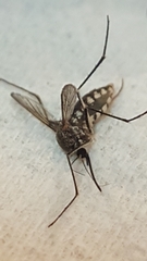 Armigeres subalbatus