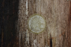 Morebilus plagusius