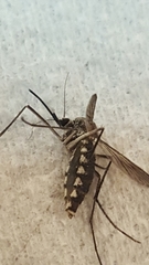 Armigeres subalbatus