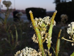 Asclepias fascicularis