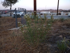 Asclepias fascicularis