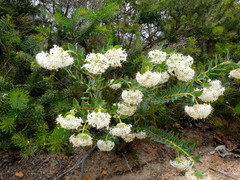 Pimelea floribunda