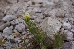 Castilleja nana