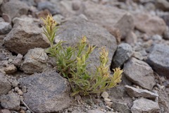 Castilleja nana