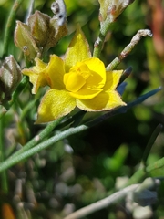 Jacksonia stackhousei