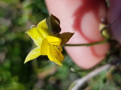 Jacksonia stackhousei