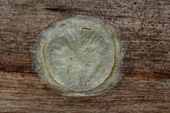 Morebilus plagusius