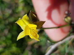 Jacksonia stackhousei