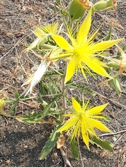 Mentzelia laevicaulis