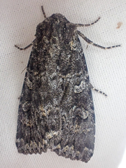 Eurois nigra