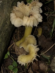 Hygrocybe caespitosa