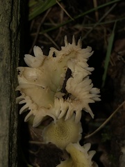 Hygrocybe caespitosa