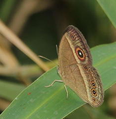 Brakefieldia perspicua perspicua
