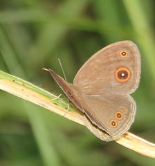 Brakefieldia perspicua perspicua