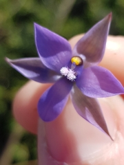 Thelymitra malvina