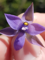 Thelymitra malvina