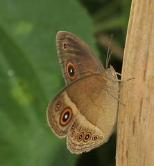 Brakefieldia perspicua perspicua