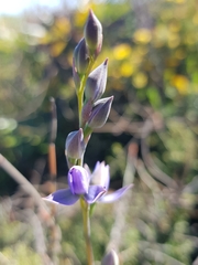 Thelymitra malvina