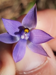 Thelymitra malvina