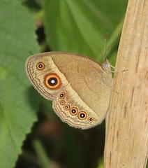 Brakefieldia perspicua perspicua