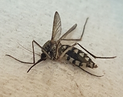 Armigeres subalbatus