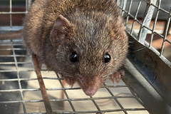 Antechinus agilis