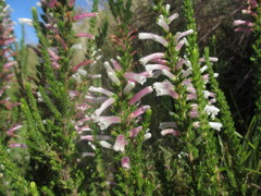 Erica perspicua perspicua