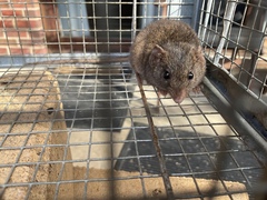 Antechinus agilis