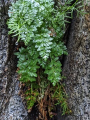 Cryptogramma acrostichoides