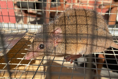 Antechinus agilis