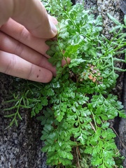 Cryptogramma acrostichoides