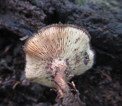 Lentinus stuppeus