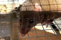 Antechinus agilis