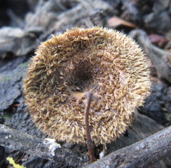 Lentinus stuppeus