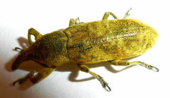 Gasteroclisus