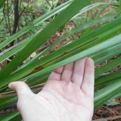 Phorostichus linearis