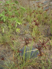 Cyperus rupestris rupestris