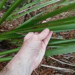 Phorostichus linearis