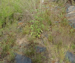 Cyperus rupestris rupestris