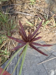 Cyperus rupestris rupestris