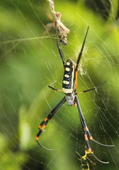 Trichonephila senegalensis