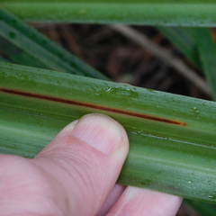 Phorostichus linearis