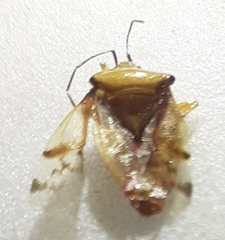 Elasmostethus atricornis