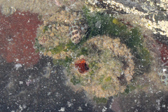 Pyura praeputialis
