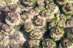 Pyura praeputialis
