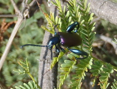 Sagra bicolor